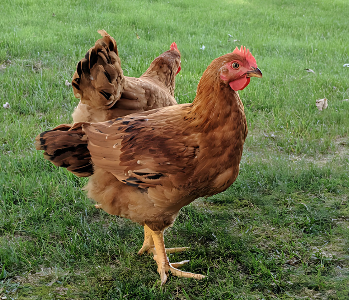 Frango Red Bro marrom criado ao ar livre em pasto verde
